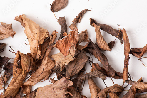Llega el otoño, hojas secas sobre fondo blanco, estación otoñal, hojas caducas, acaba el verano