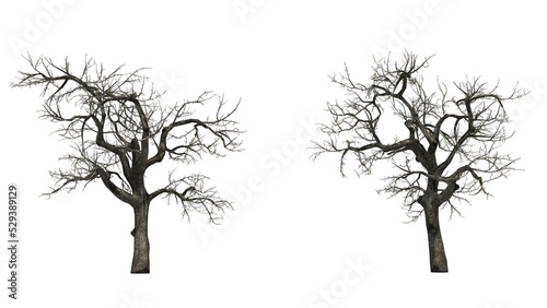 Print op canvas Dead tree branches dried tree isolated