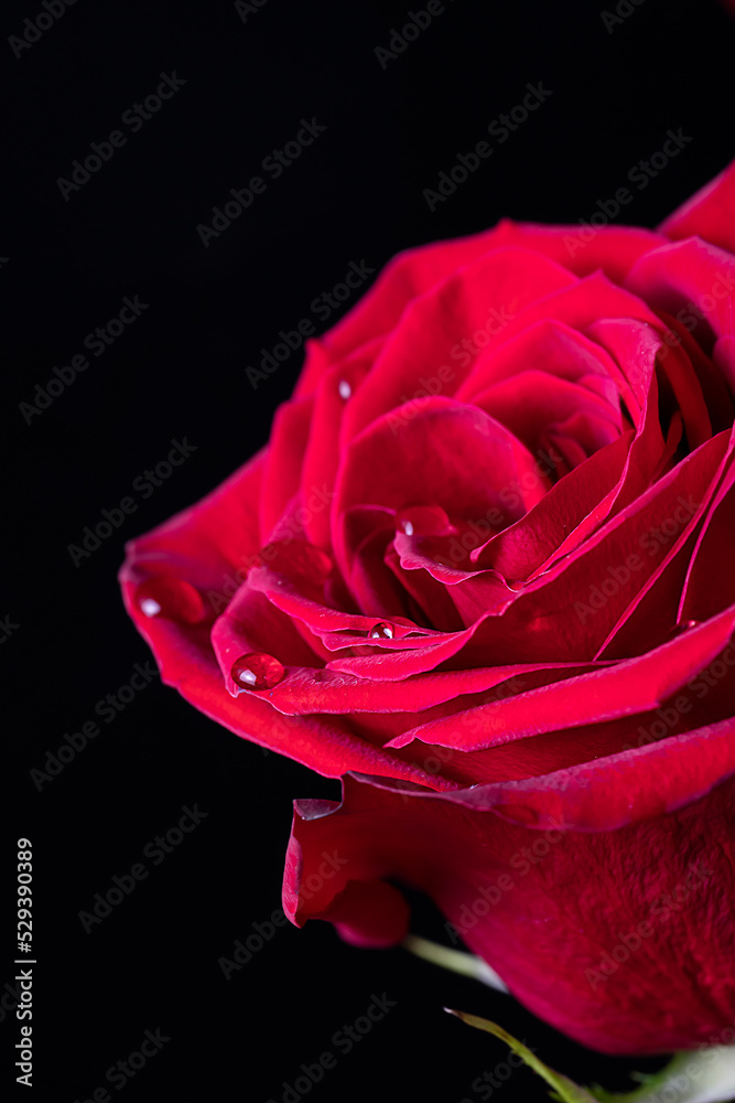 Drops of water on the petals of a red rose in blur out of focus. Floral background for photo wallpaper, screen saver, banner. High quality photo The soft focus of the photo is not in sharpness. Drops of water on the petals of a red rose in blur out of focus. Floral background for photo wallpaper, screen saver, banner. High quality photo The soft focus of the photo is not in sharpness.