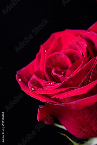 Drops of water on the petals of a red rose in blur out of focus. Floral background for photo wallpaper, screen saver, banner. High quality photo The soft focus of the photo is not in sharpness.
