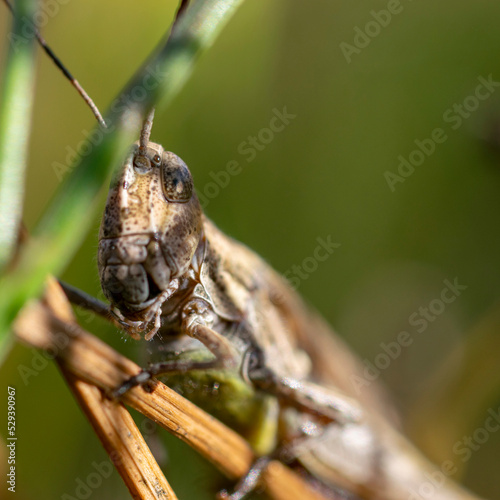 Macro photography of a grasshopper.