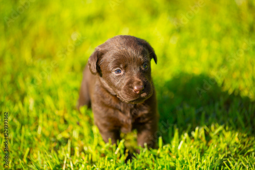 Young dogs of breed labrador close up. Labrador puppy, beautiful little dogs running around the green grass. Mowed lawn. Copy space for text, long banner.The concept of childhood friendship and games