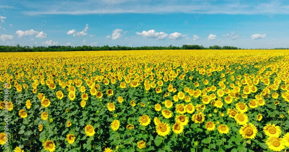 Sunflower field in a beautiful sunny day. Harvesting Sunflower Seeds in agriculture. Yellow flowers on summer sun is harvesting sunflower seeds. Camera movement across a agriculture sunflower field. Sunflower field in a beautiful sunny day. Harvesting Sunflower Seeds in agriculture. Yellow flowers on summer sun is harvesting sunflower seeds. Camera movement across a agriculture sunflower field.