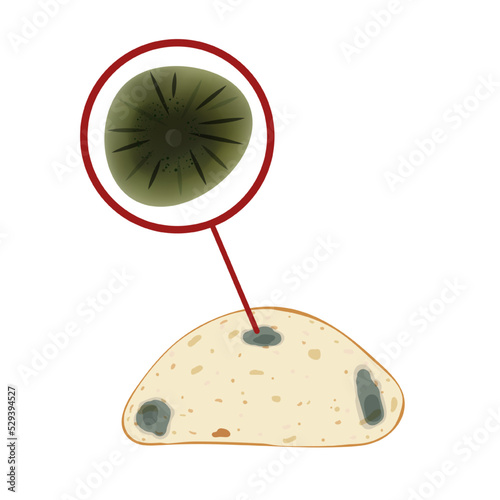 The cladosporium mold on the loaf, set isolated on white background.