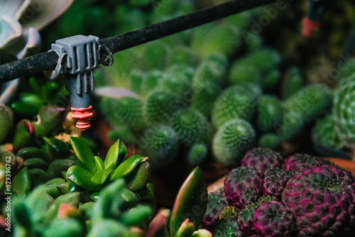 Micro drip irrigation system. Home gardening. Irrigation plants. Drippers in flower pot. Watering system for balcony