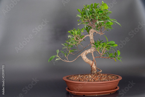 Ficus retusa bonsai