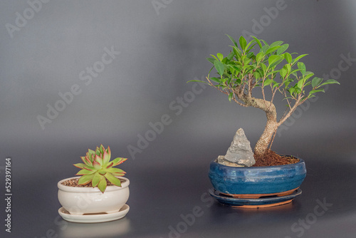 Ficus retusa bonsai