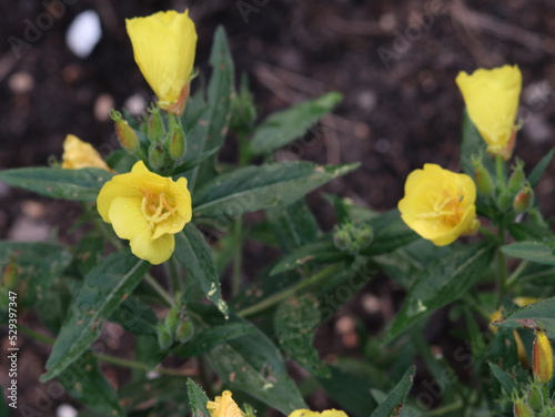 Buds of yellow flowers on a background of dark green leaves and earth.