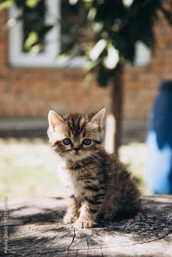 Little gray tabby kitten sit on a stump on a sunny day. Front view