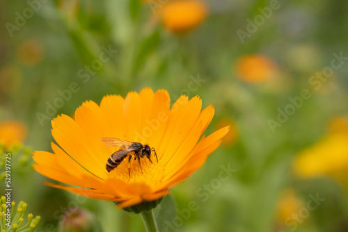 A bee collects pollen in an orange flower