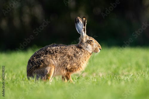 Common hare © denisveselyxx