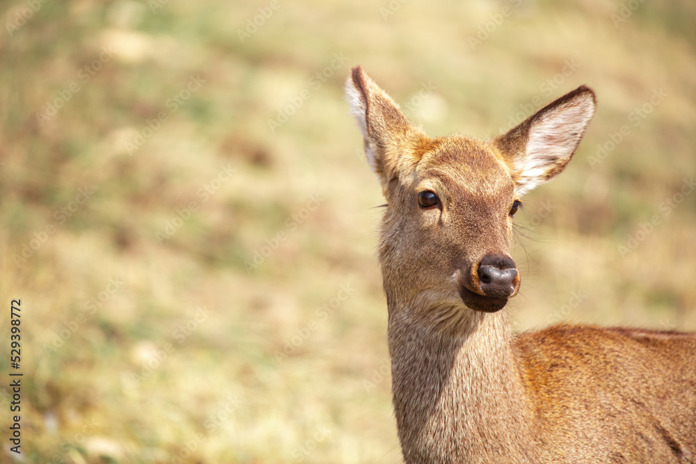 Beautiful spotted deer in the mountains against the background of green grass and snow. Fairytale spring landscape with wild animals. Beautiful spotted deer in the mountains against the background of green grass and snow. Fairytale spring landscape with wild animals.