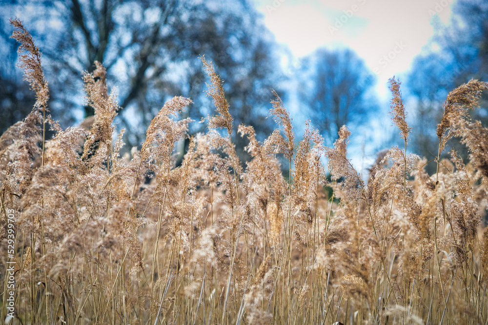Fototapeta premium reed in the wind