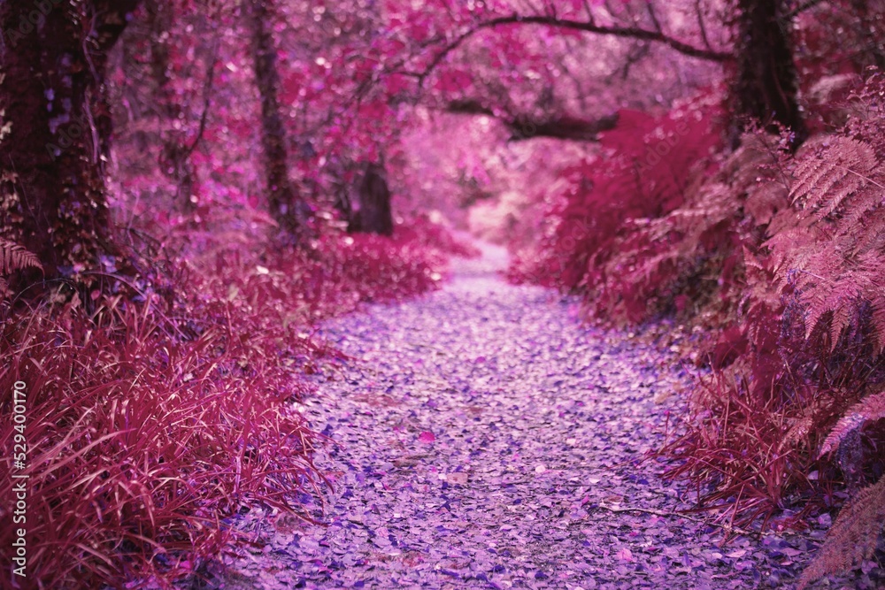 Fototapeta premium Path in autumnal forest
