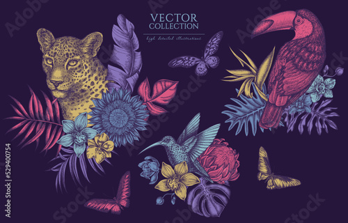 Tropical animals vintage illustrations collection. Hand drawn logo designs with leopard, hummingbird, toucan, rajah brooke's birdwing, african giant swallowtail, monstera, banana palm leaves