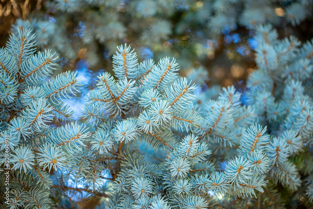 Fir branches close-up. Coniferous trees in the forest. Winter Christmas background. Christmas background, beautiful nature