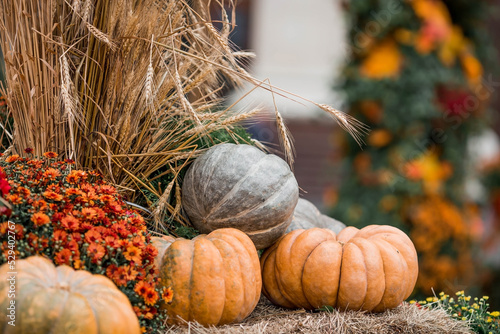Photography Decorative pumpkins from the Golden autumn festival in Moscow, near red square, the Kremlin