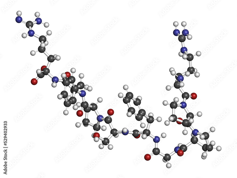 Bradykinin peptide molecule. 3D rendering. Atoms are represented as spheres with conventional color coding: hydrogen (white), carbon (grey), oxygen (red), nitrogen (blue). Bradykinin peptide molecule. 3D rendering. Atoms are represented as spheres with conventional color coding: hydrogen (white), carbon (grey), oxygen (red), nitrogen (blue).