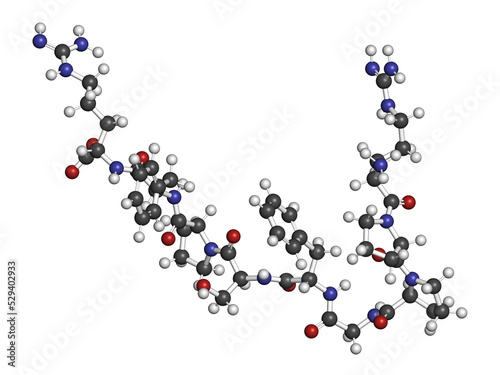 Bradykinin peptide molecule. 3D rendering. Atoms are represented as spheres with conventional color coding: hydrogen (white), carbon (grey), oxygen (red), nitrogen (blue).