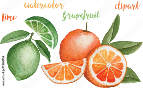 grapefruit lime watercolor vector clipart 