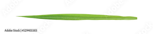 Blades of grass isolated on transparent background - PNG format.