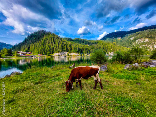 A cow feeds on natural grass in an open pasture next to Lake Gosauseen also known as Lake Gosau in Austria