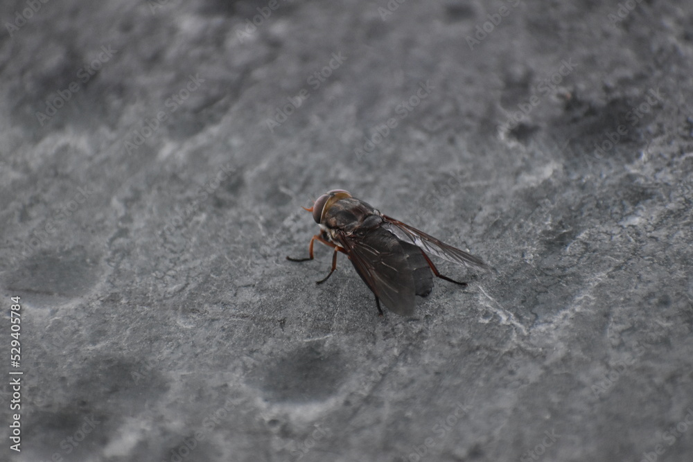 fly on the wall