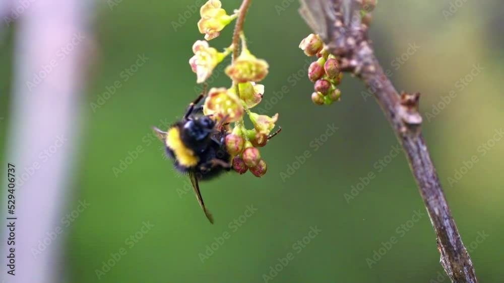 Close up of bumble bee collecting nectar from flower, shallow focus Close up of bumble bee collecting nectar from flower, shallow focus