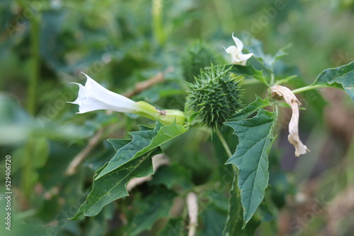 Datura stramonium. Hallucinogen plant Devil's Trumpet, also called Jimsonweed. photo