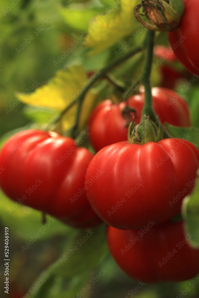 red organic healthy tomatoes in the garden