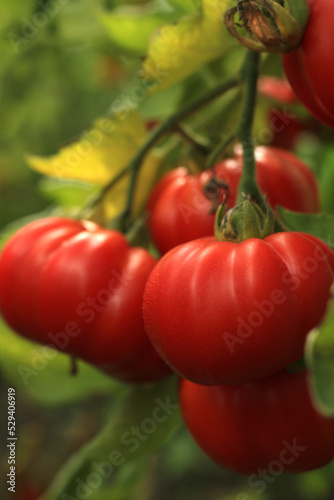 red organic healthy tomatoes in the garden