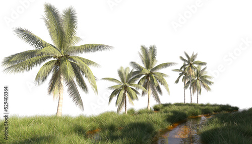 Coconut palm trees growing along the small stream clipping path photo