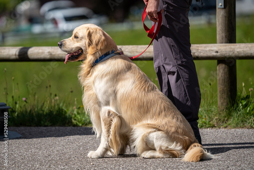 A Golden-Retriever dog who is waiting with his owner