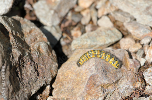 Buff tip moth caterpillar - Phalera bucephala crawling on the ground