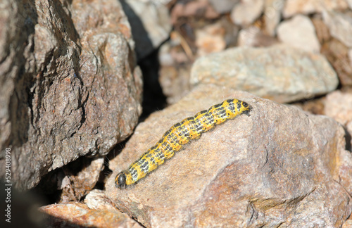 Buff tip moth caterpillar - Phalera bucephala crawling on the ground photo
