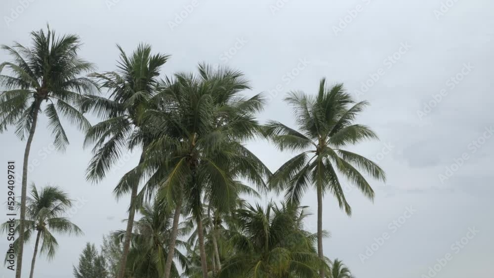 View of coconut palm trees against sky near beach on the tropical island. View of coconut palm trees against sky near beach on the tropical island.