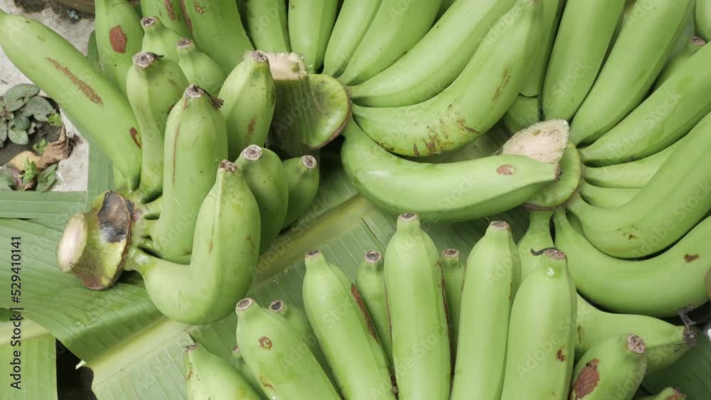 view of fresh green bunch of banana on banana tree leaf view of fresh green bunch of banana on banana tree leaf