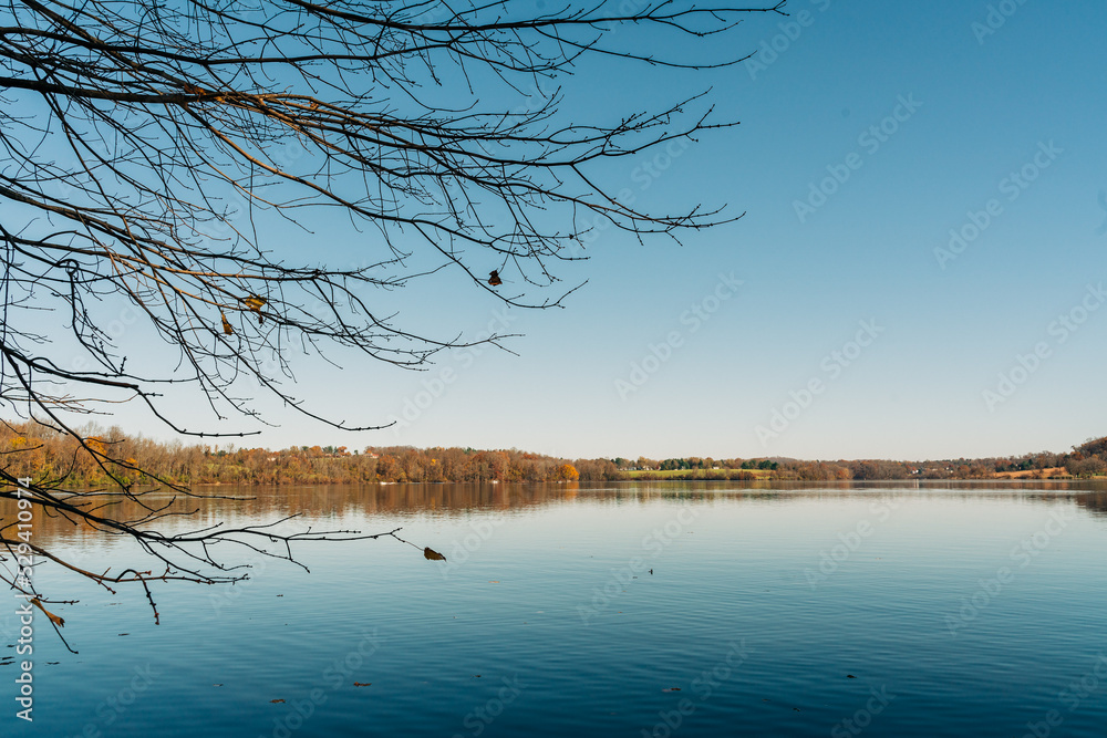 trees on the lake