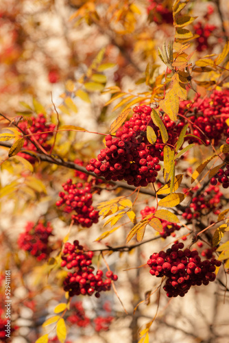 red bunches of ripe rowan