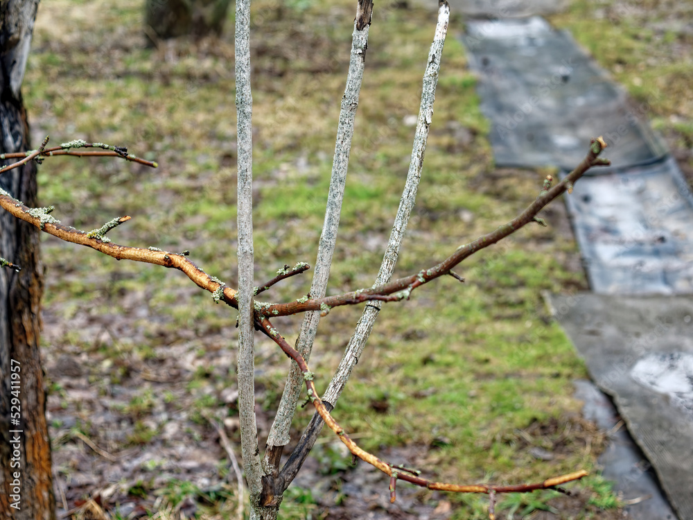 buds on a branch in the garden