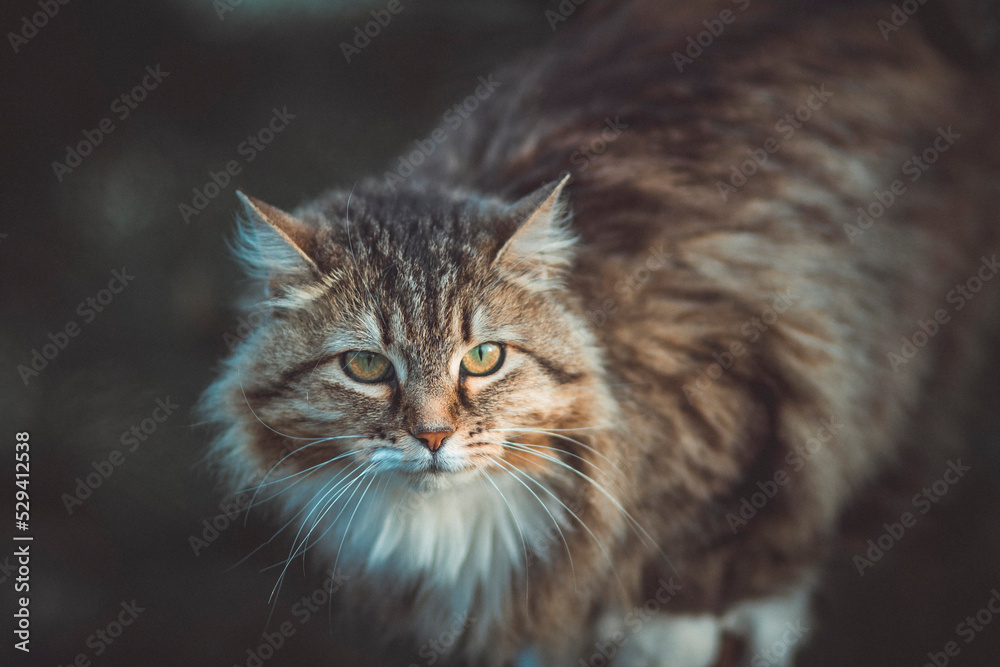 Siberian cat hunting in the yard, animal portrait