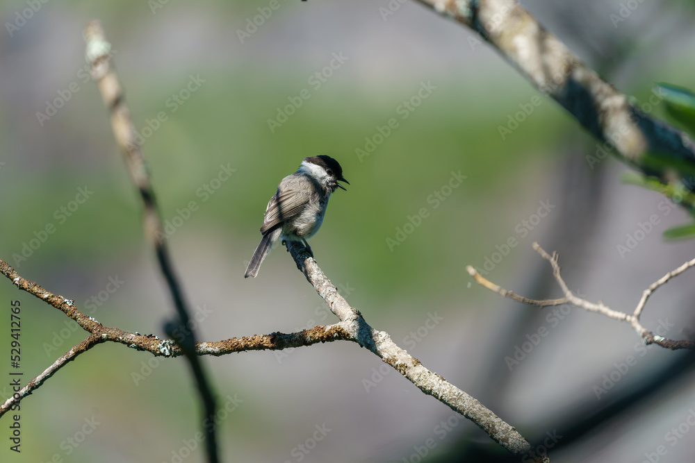 Willow Tit (Poecile montanus) in the forest.