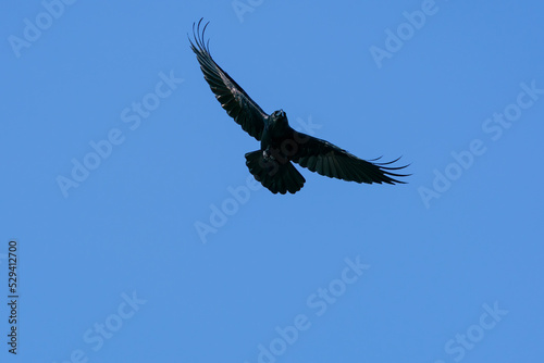 Flying black common raven against a blue skye.