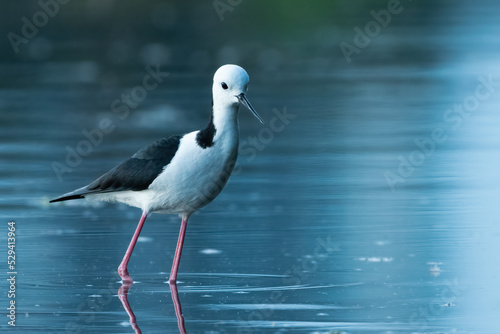 Black-winged stilt  Himantopus himantopus  in the evening light  Sydney