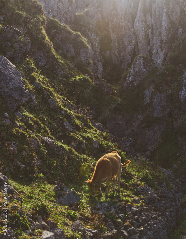 Wildlife