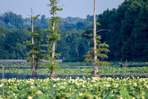 Beautiful summer landscape with green trees in the lake surrounded by American lotuses. photo