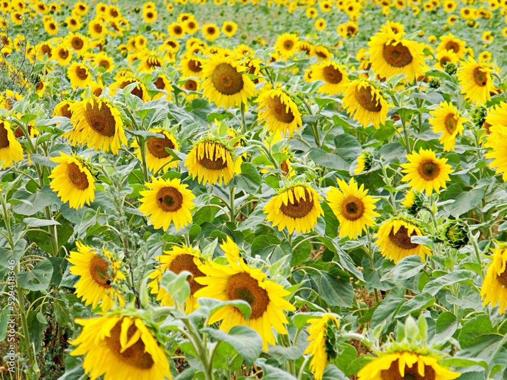 Fototapeta premium Sonnenblumenfeld