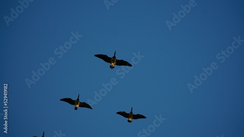 Three geese, lit by the sun, fly like a wedge against the blue sky