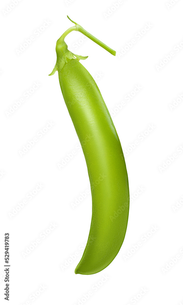 One large whole pea pod with thin twig on transparent background. Bright element for advertising banner layout design, canned vegetables packaging. Organic farming. Seasonal harvest fair. Gardening. One large whole pea pod with thin twig on transparent background. Bright element for advertising banner layout design, canned vegetables packaging. Organic farming. Seasonal harvest fair. Gardening.