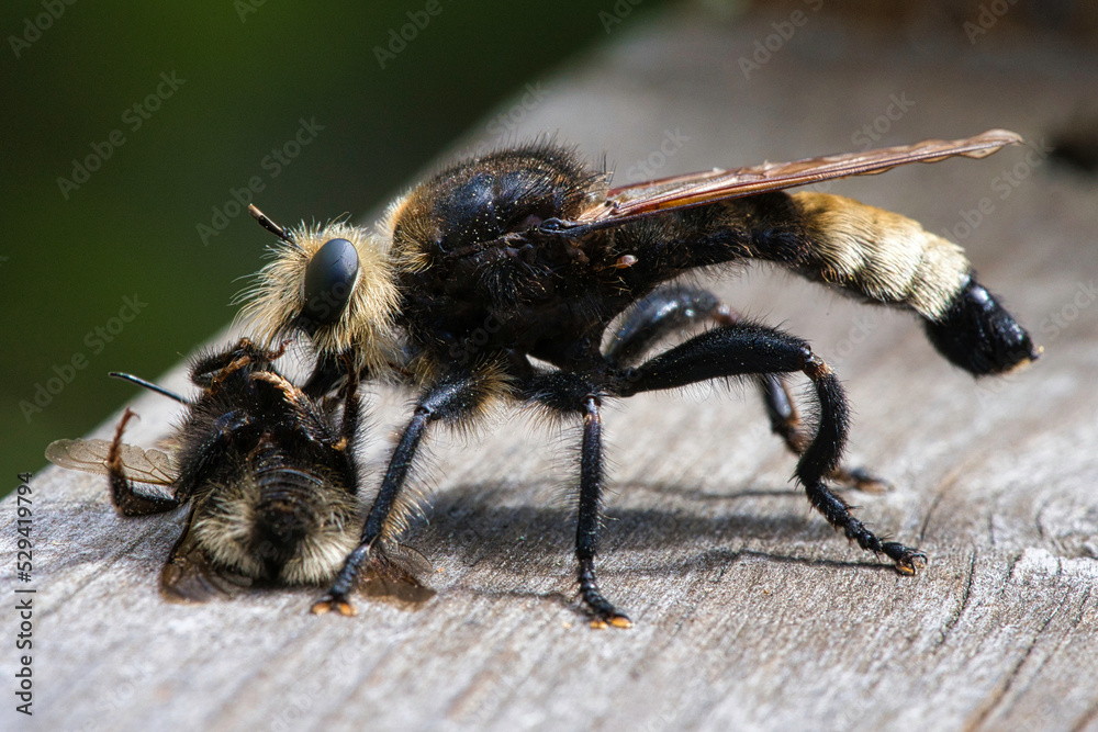 Yellow murder fly or yellow robber fly with a bumblebee as prey. Insect is sucked Yellow murder fly or yellow robber fly with a bumblebee as prey. Insect is sucked
